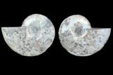 Cut & Polished Ammonite Fossil - Agatized #78401-1